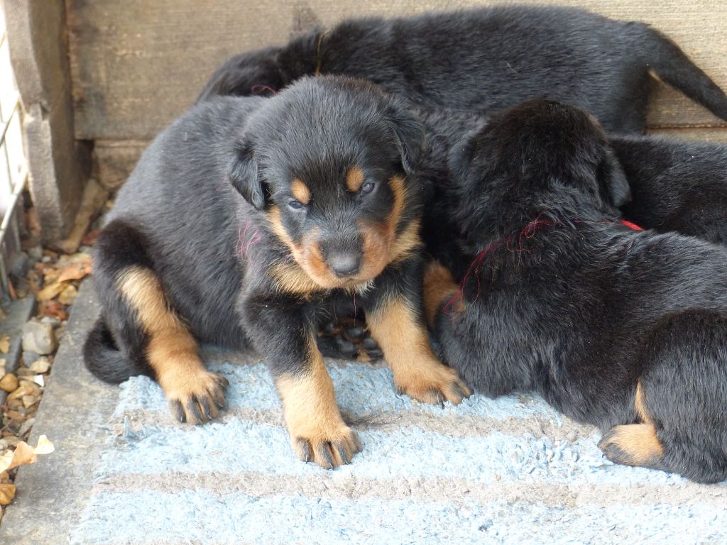 du Royaume D'Elsa - Chiots disponibles - Berger de Beauce