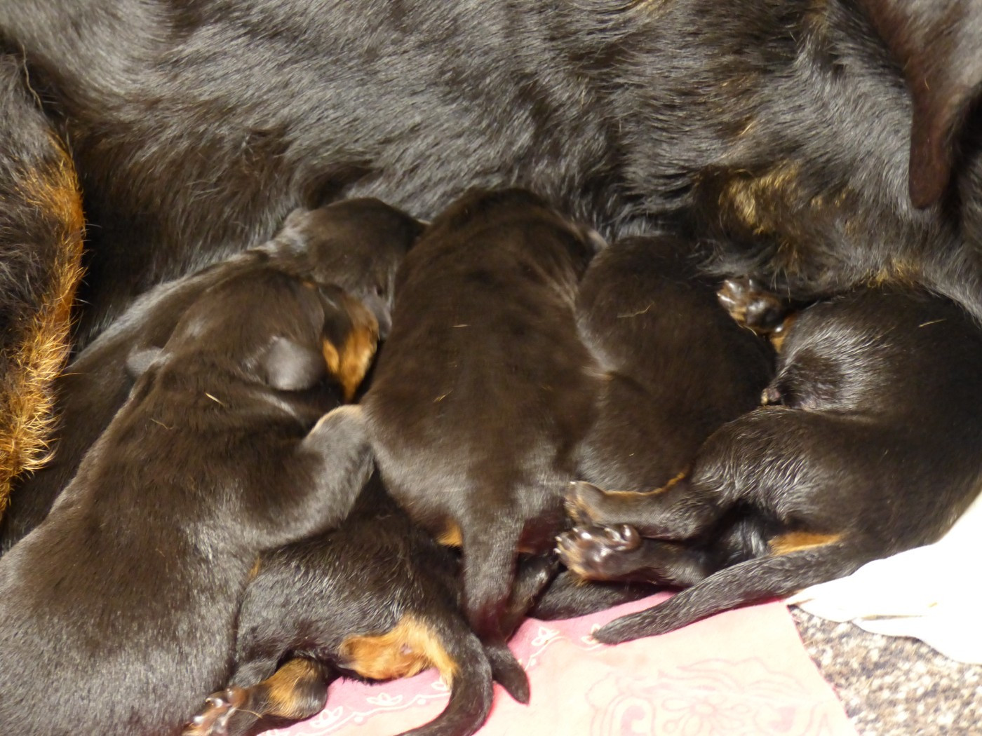 du Royaume D'Elsa - Chiots disponibles - Berger de Beauce