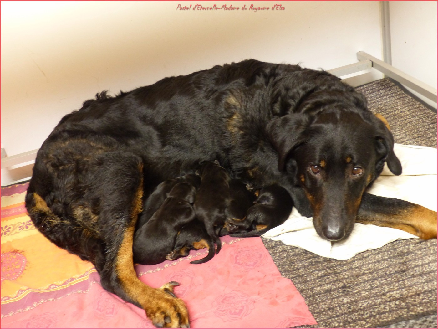 du Royaume D'Elsa - Chiots disponibles - Berger de Beauce