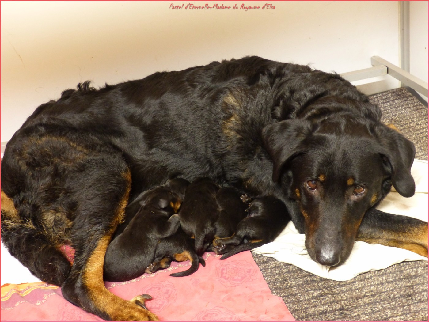 du Royaume D'Elsa - Chiots disponibles - Berger de Beauce