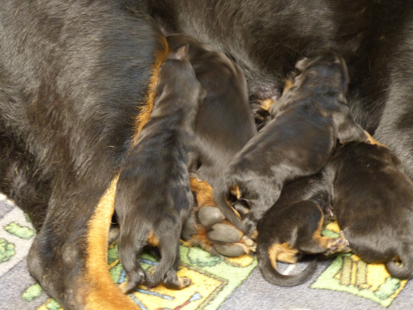 du Royaume D'Elsa - Berger de Beauce - Portée née le 24/01/2026