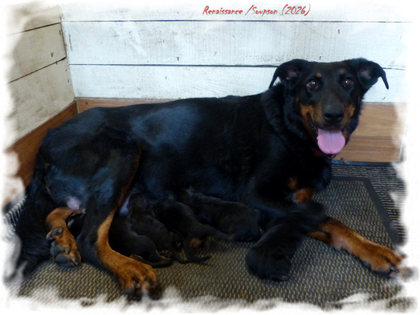 Chiot Berger de Beauce du Royaume D'Elsa