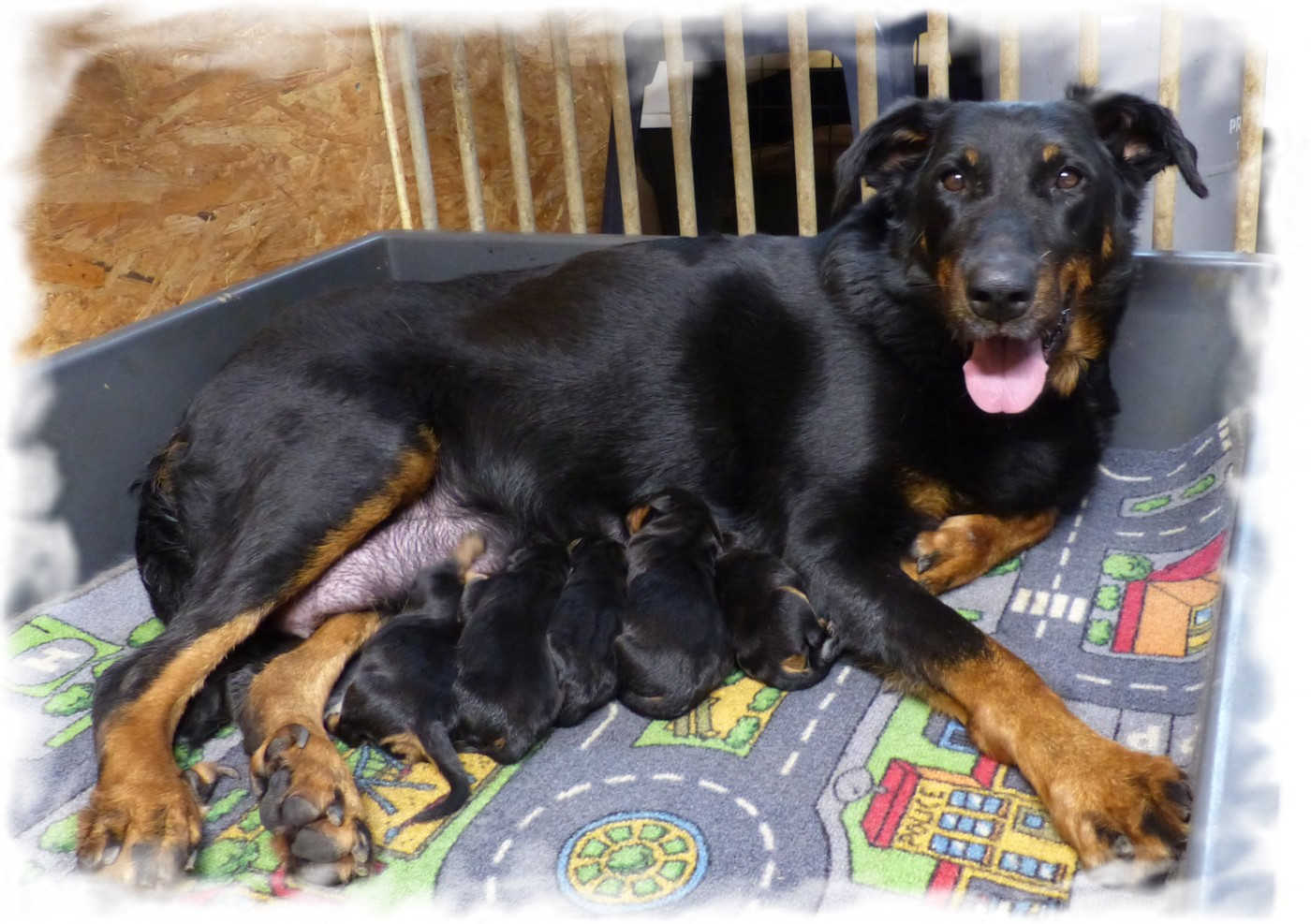 du Royaume D'Elsa - Berger de Beauce - Portée née le 24/01/2026