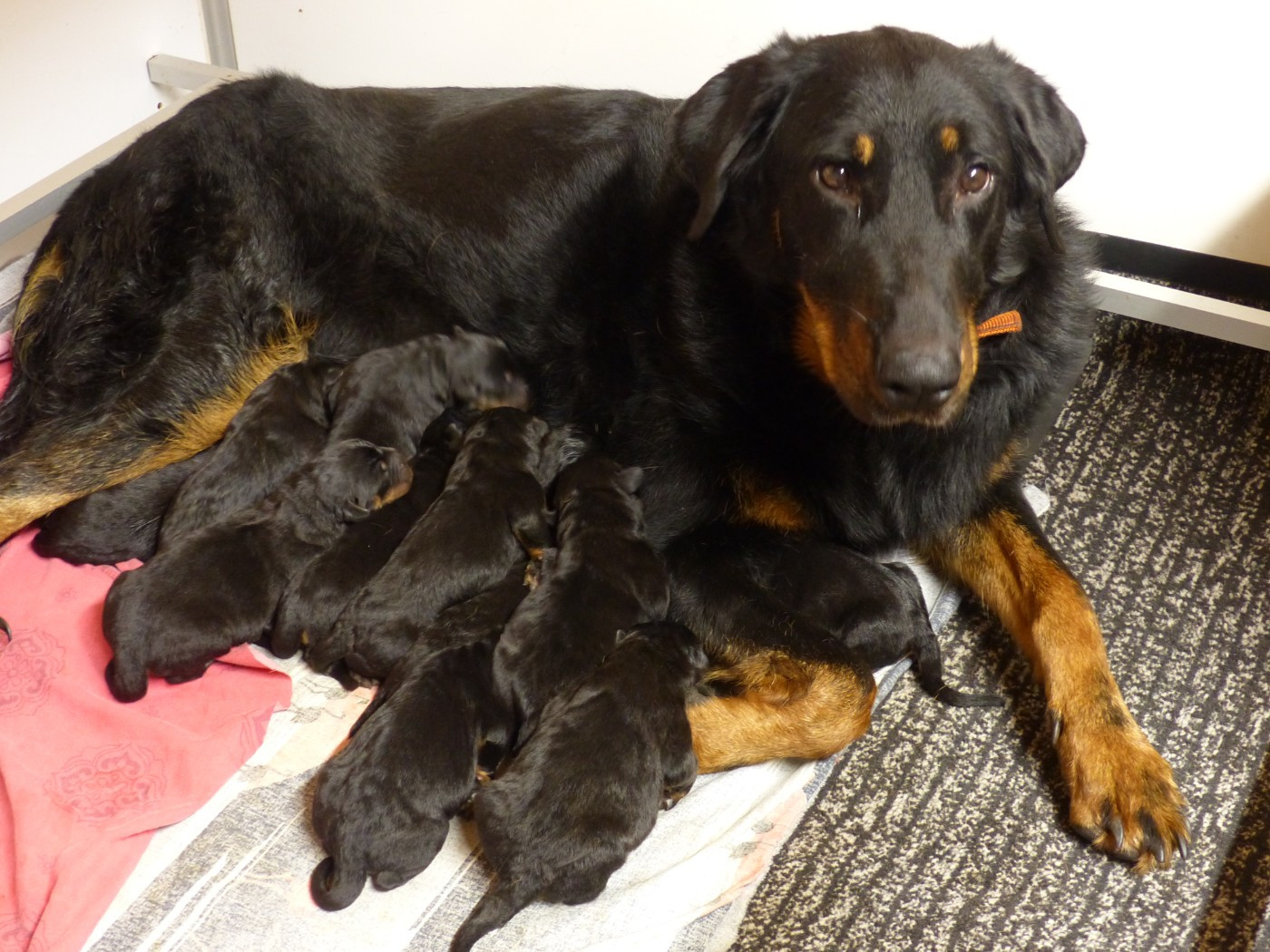 Chiot Berger de Beauce du Royaume D'Elsa