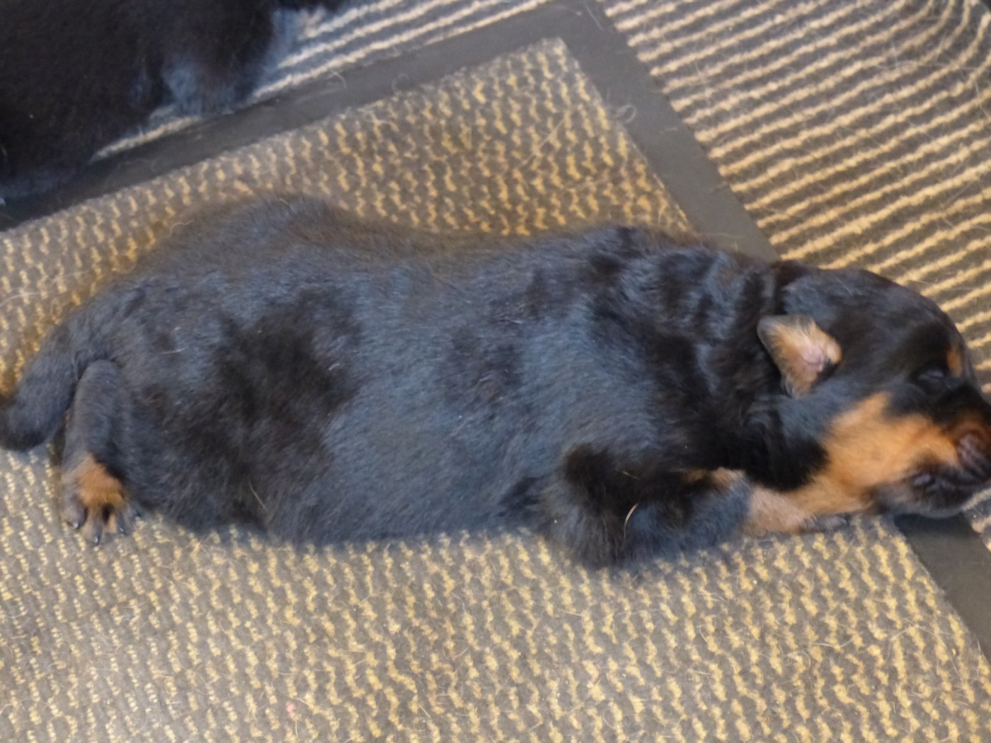 du Royaume D'Elsa - Chiots disponibles - Berger de Beauce