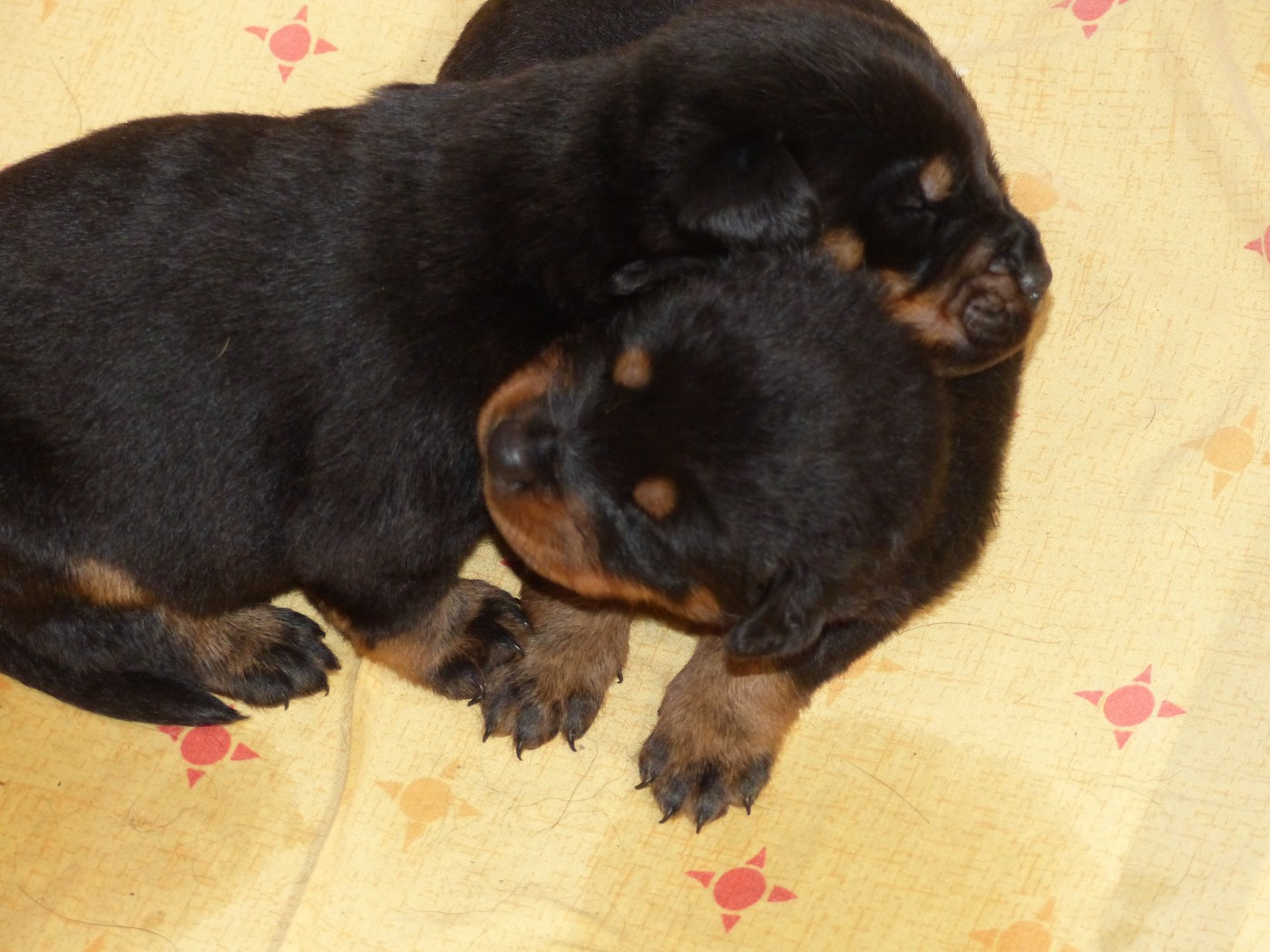 du Royaume D'Elsa - Chiots disponibles - Berger de Beauce