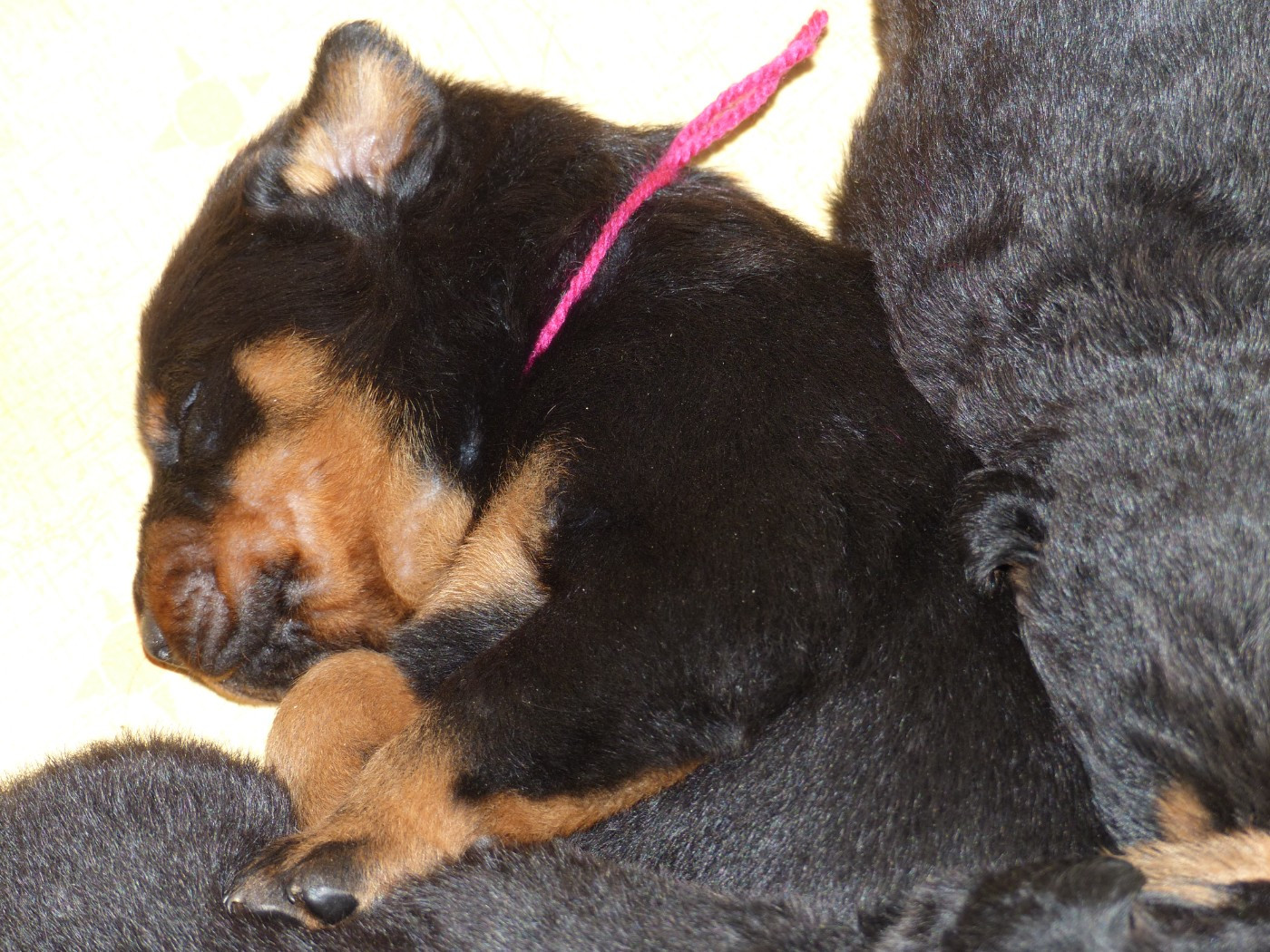 du Royaume D'Elsa - Chiots disponibles - Berger de Beauce