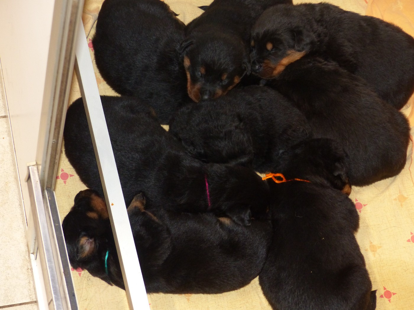 du Royaume D'Elsa - Chiots disponibles - Berger de Beauce