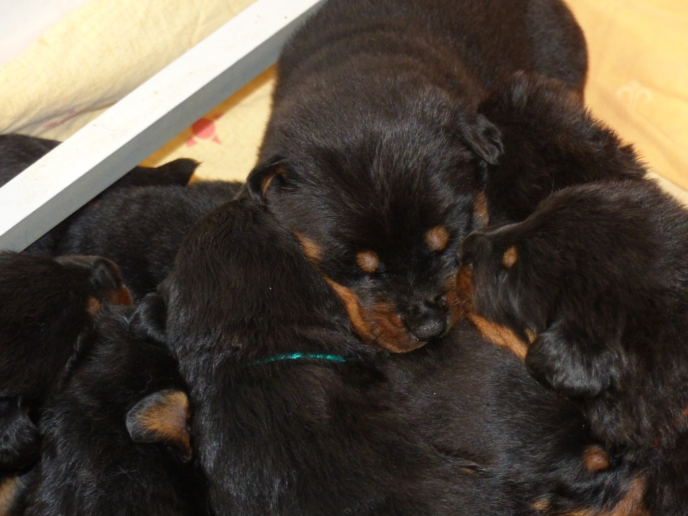 du Royaume D'Elsa - Chiots disponibles - Berger de Beauce