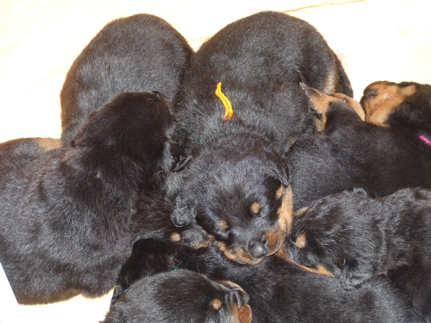du Royaume D'Elsa - Chiots disponibles - Berger de Beauce