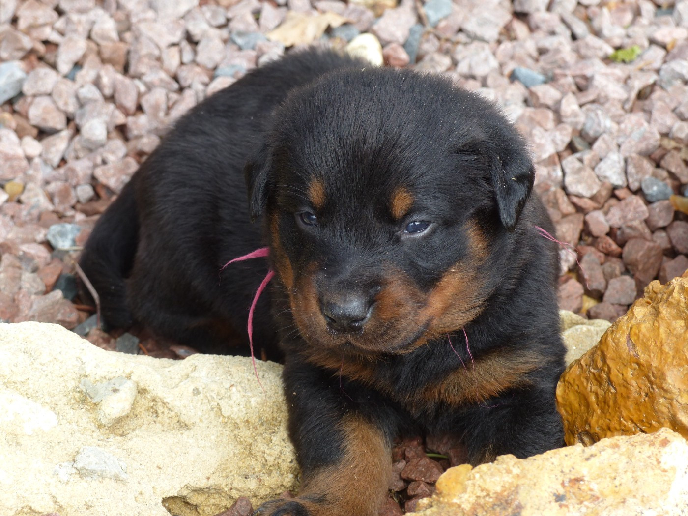 du Royaume D'Elsa - Chiots disponibles - Berger de Beauce