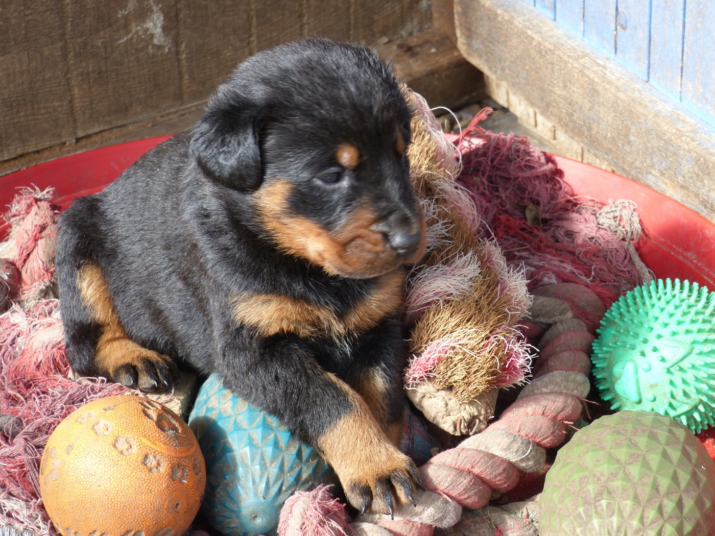 du Royaume D'Elsa - Chiots disponibles - Berger de Beauce