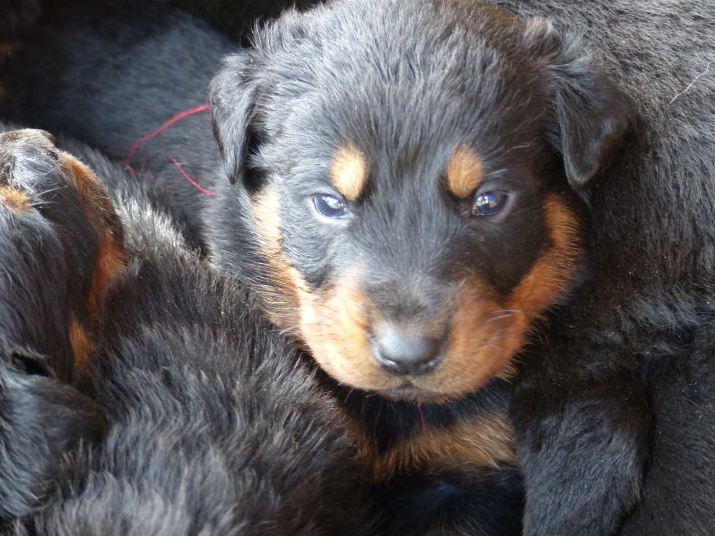 du Royaume D'Elsa - Chiots disponibles - Berger de Beauce