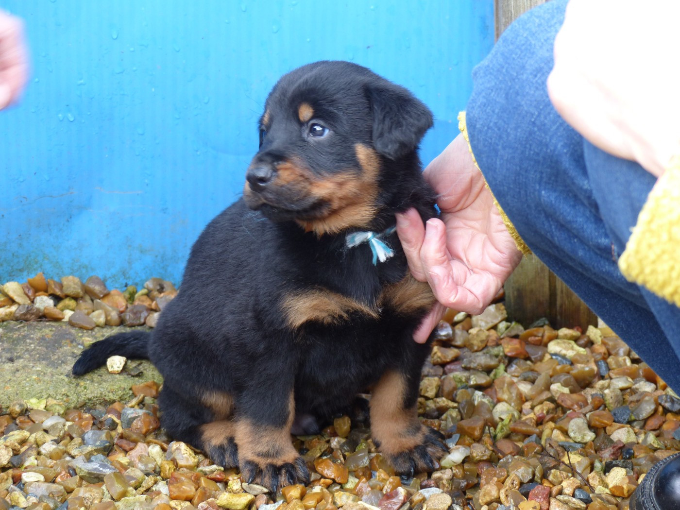 du Royaume D'Elsa - Chiots disponibles - Berger de Beauce