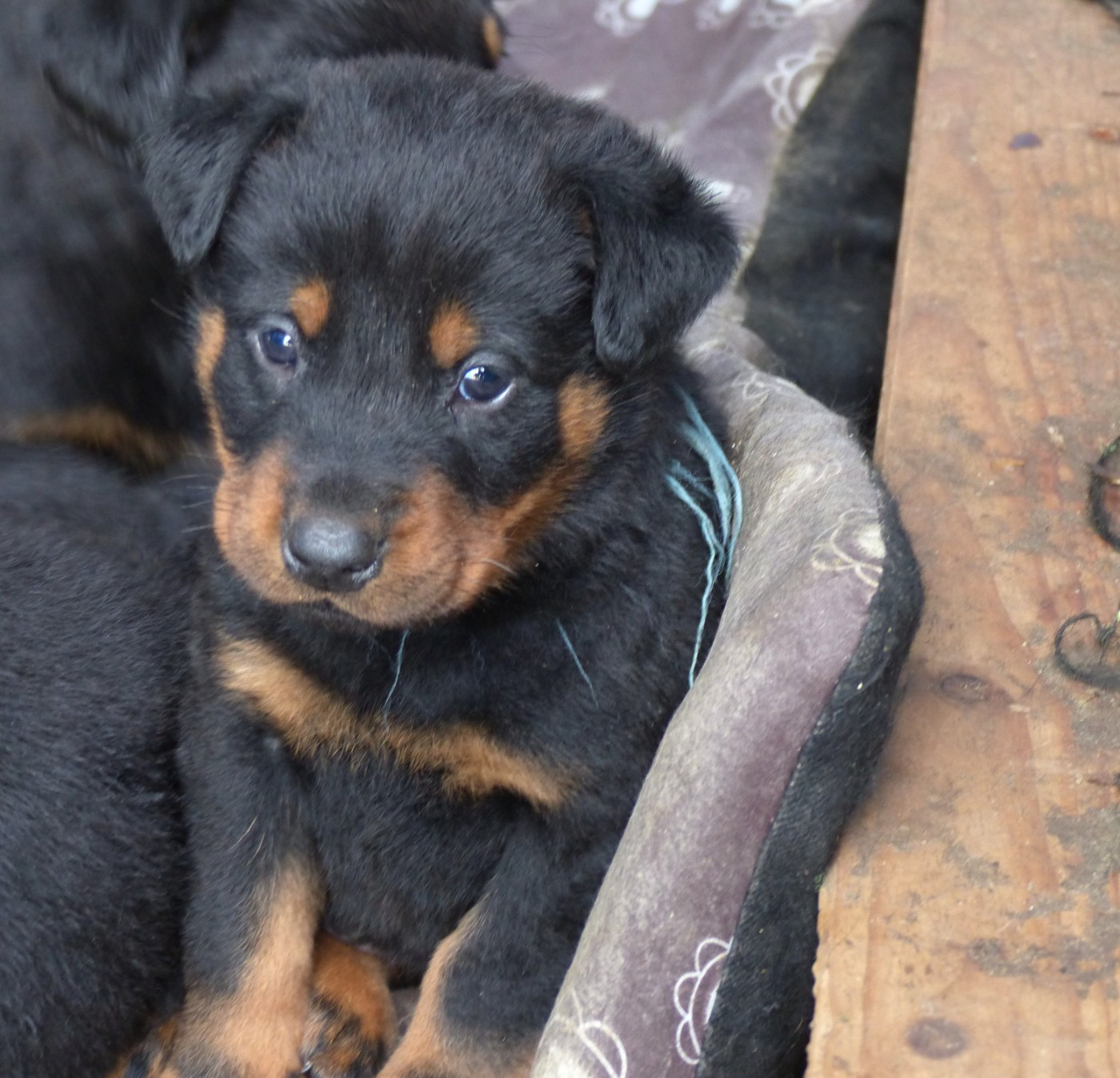 du Royaume D'Elsa - Chiots disponibles - Berger de Beauce