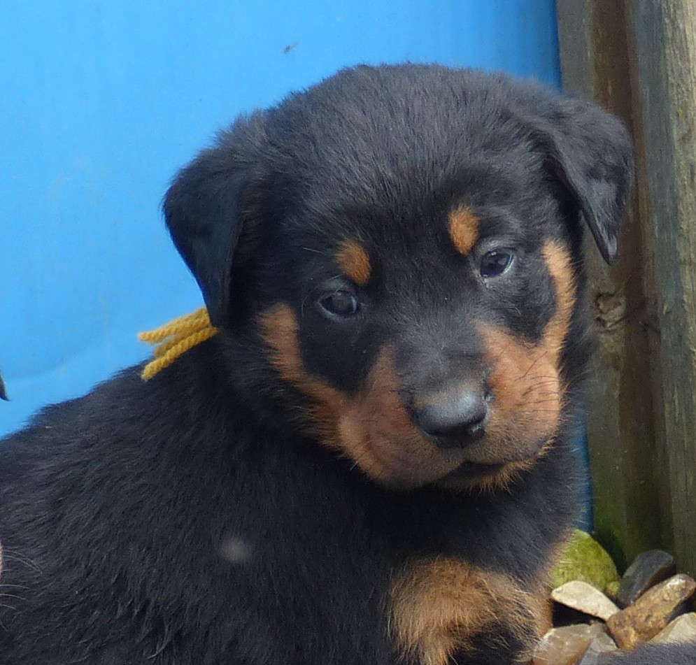 du Royaume D'Elsa - Chiots disponibles - Berger de Beauce