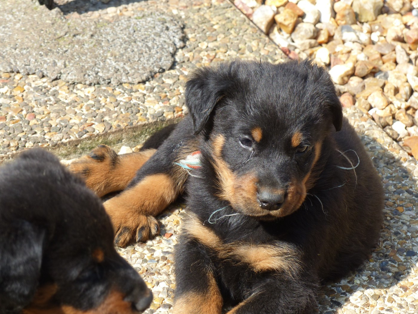 du Royaume D'Elsa - Chiots disponibles - Berger de Beauce
