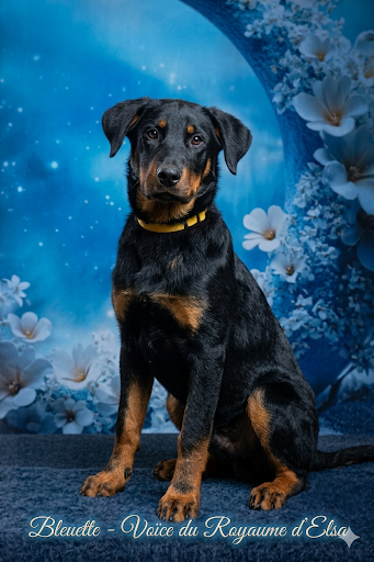 du Royaume D'Elsa - Chiots disponibles - Berger de Beauce