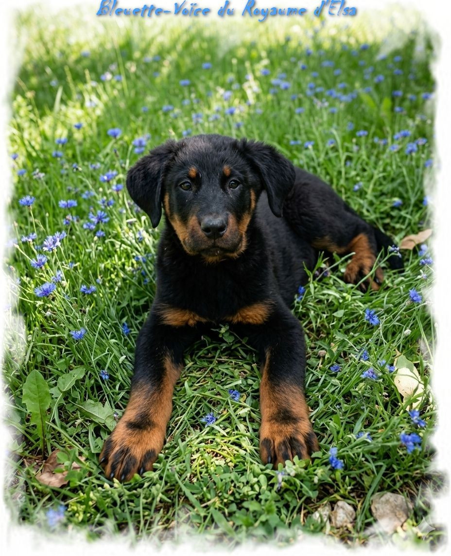 du Royaume D'Elsa - Chiots disponibles - Berger de Beauce