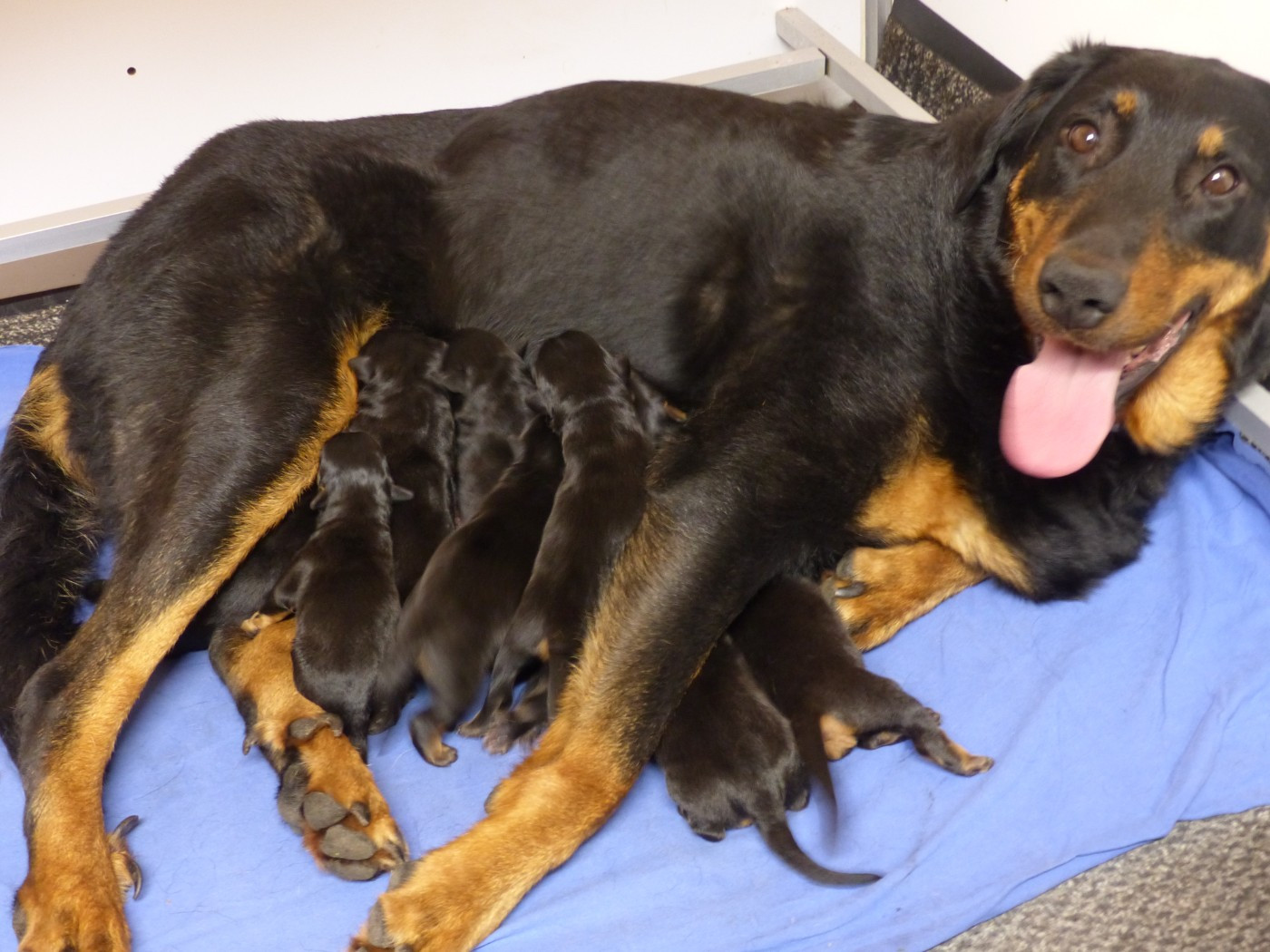 du Royaume D'Elsa - Chiots disponibles - Berger de Beauce