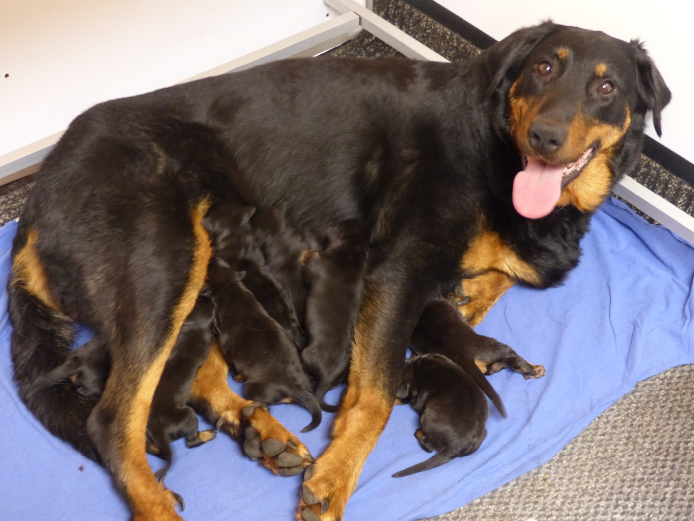 du Royaume D'Elsa - Chiots disponibles - Berger de Beauce