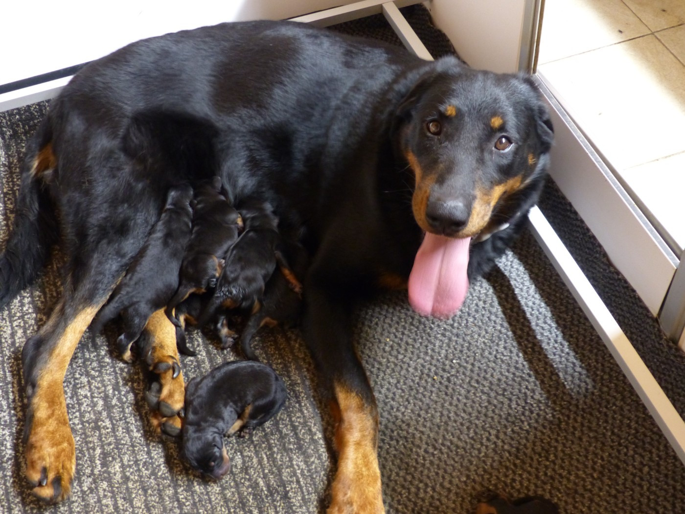 du Royaume D'Elsa - Chiots disponibles - Berger de Beauce