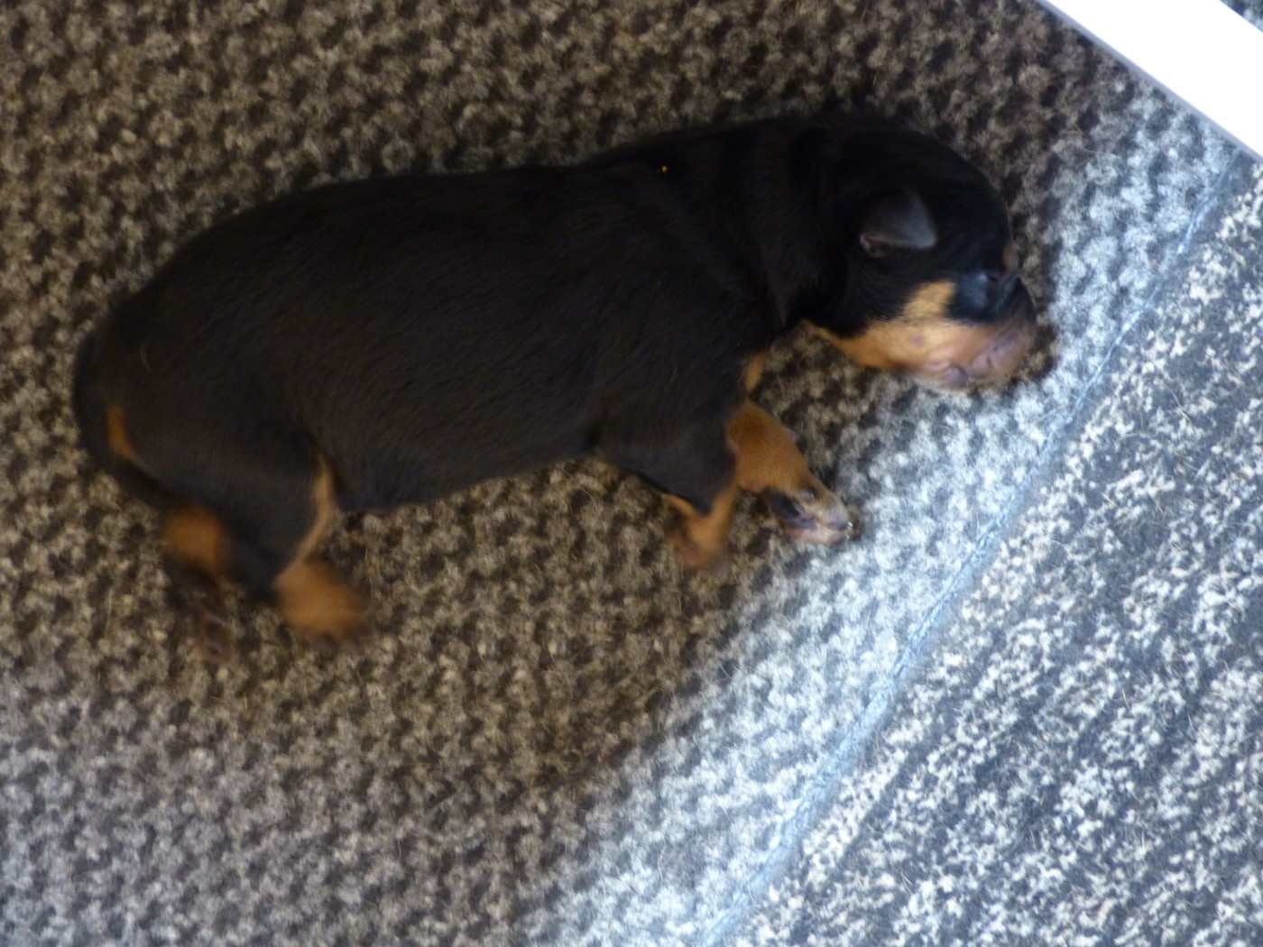 du Royaume D'Elsa - Chiots disponibles - Berger de Beauce