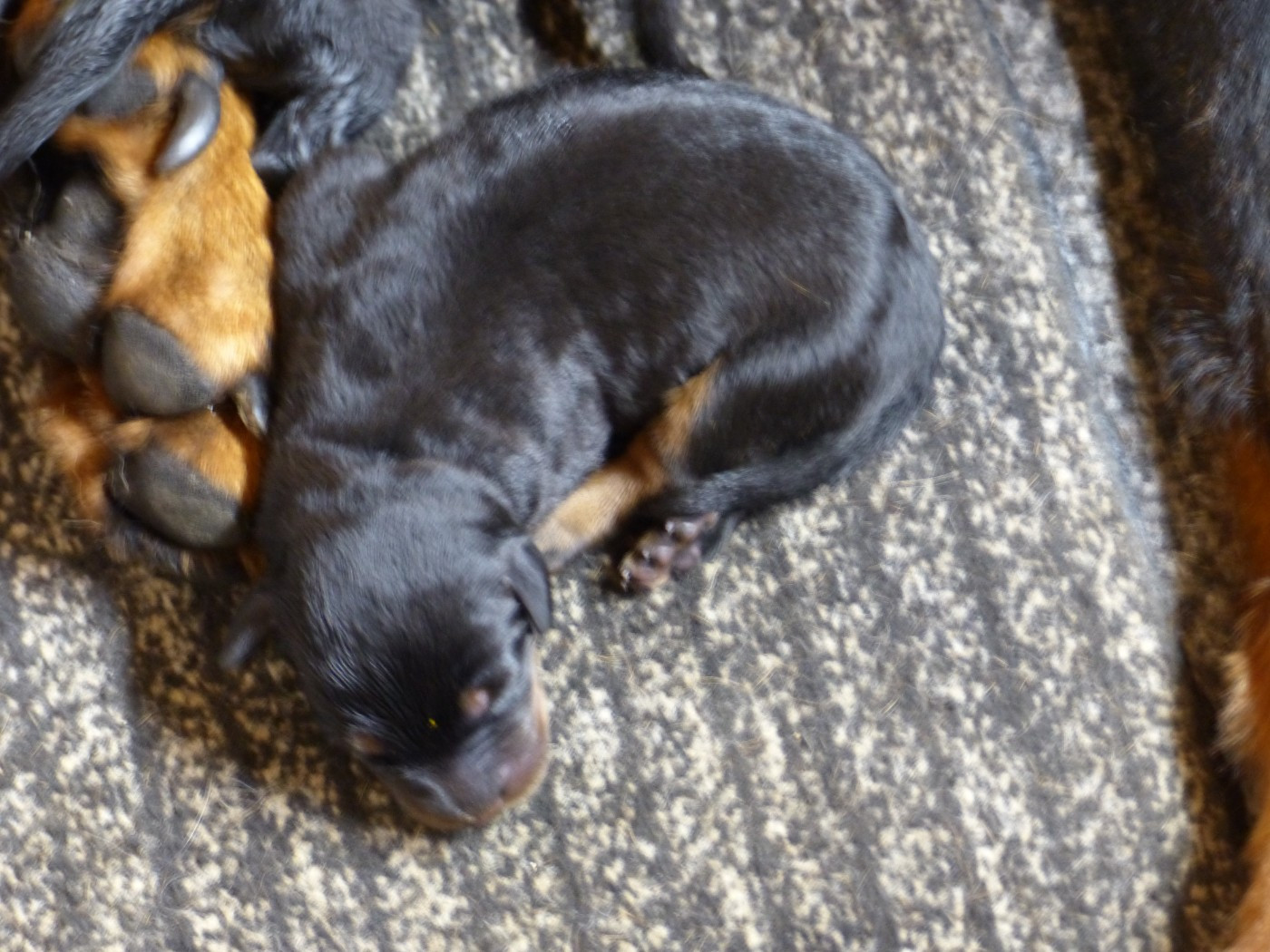 du Royaume D'Elsa - Chiots disponibles - Berger de Beauce