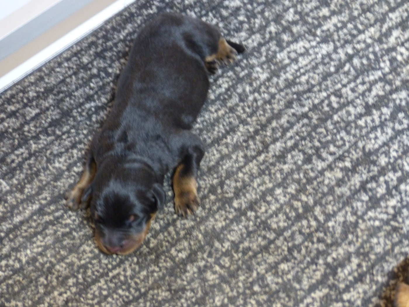 du Royaume D'Elsa - Chiots disponibles - Berger de Beauce