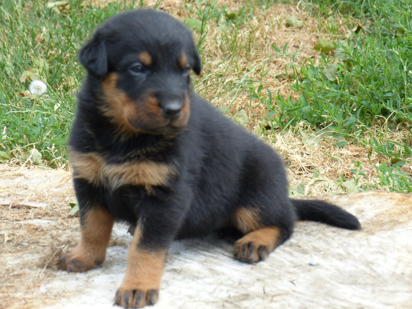 du Royaume D'Elsa - Chiots disponibles - Berger de Beauce