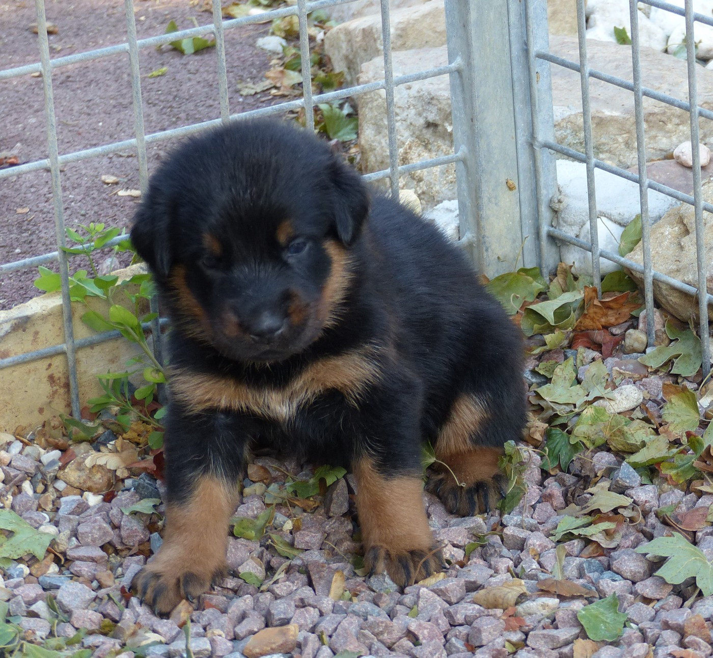 du Royaume D'Elsa - Chiots disponibles - Berger de Beauce