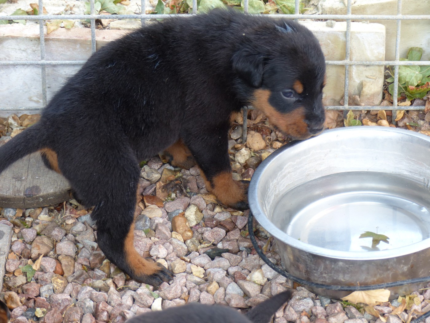 du Royaume D'Elsa - Chiots disponibles - Berger de Beauce