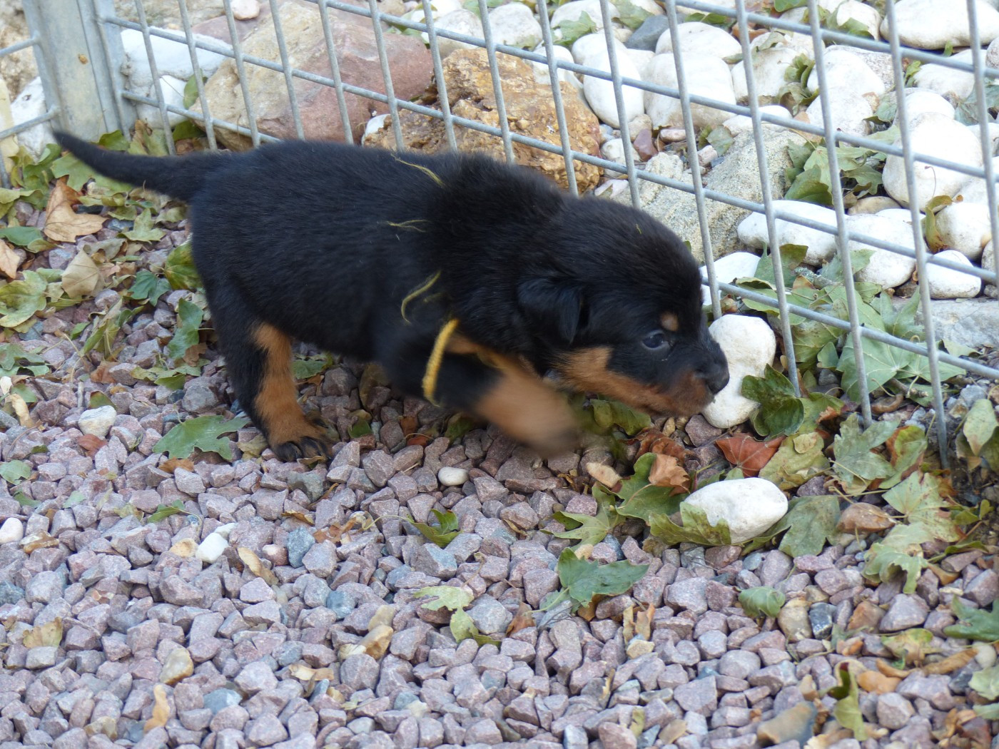 du Royaume D'Elsa - Chiots disponibles - Berger de Beauce