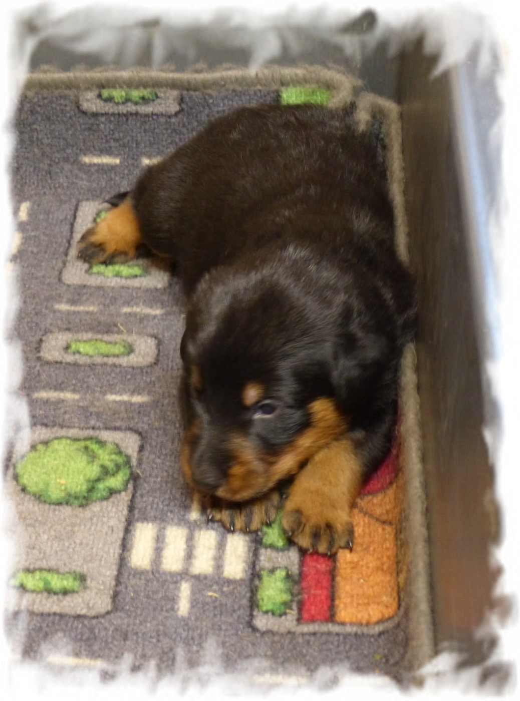 du Royaume D'Elsa - Chiots disponibles - Berger de Beauce