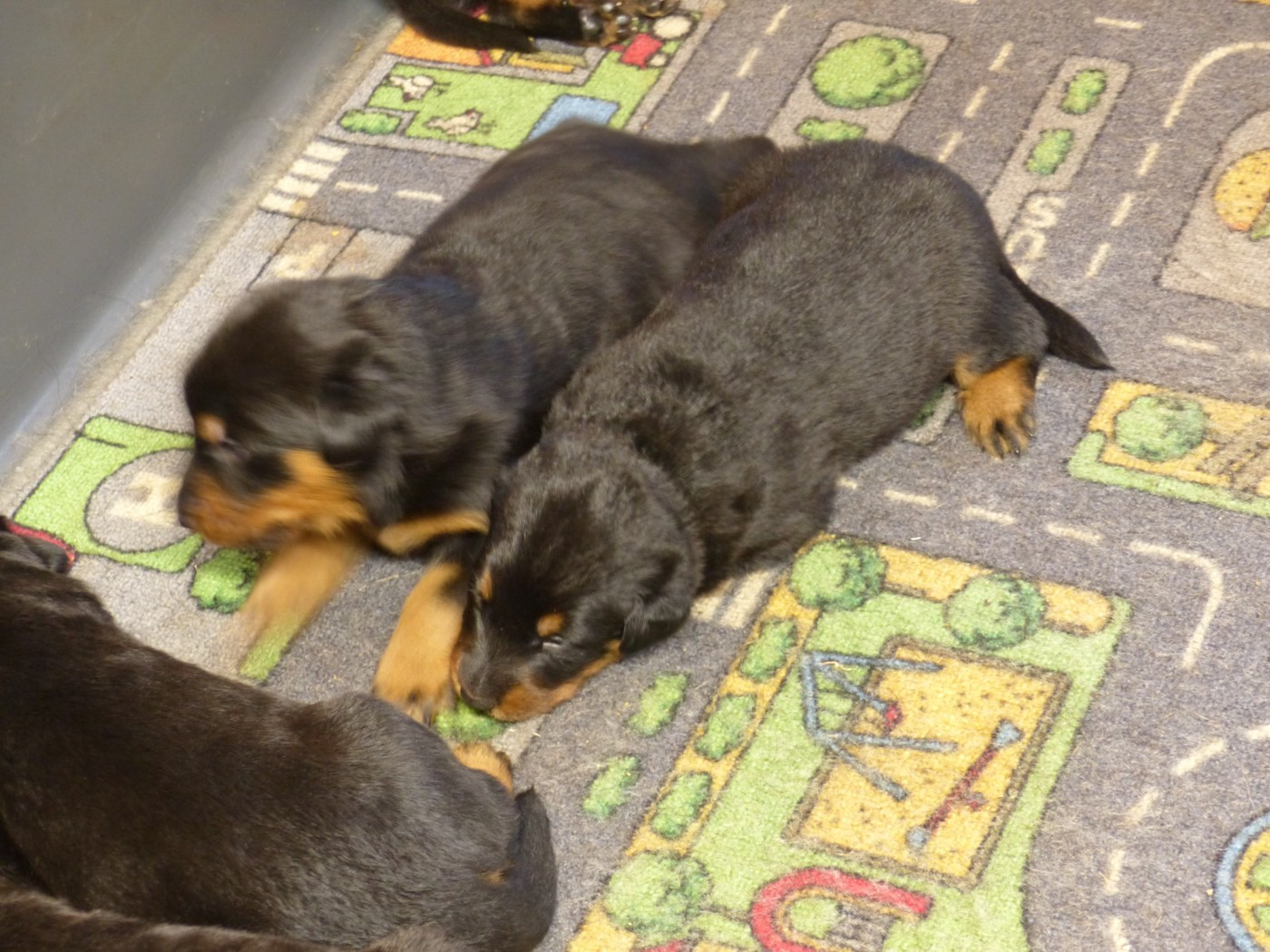 du Royaume D'Elsa - Chiots disponibles - Berger de Beauce