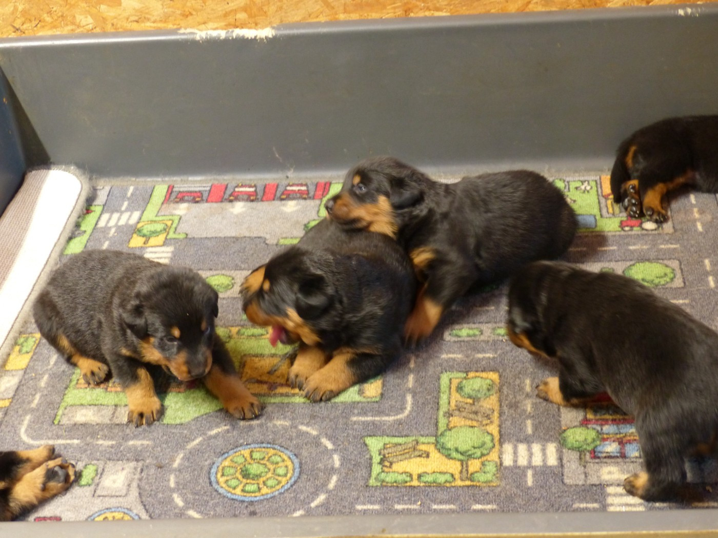 du Royaume D'Elsa - Chiots disponibles - Berger de Beauce