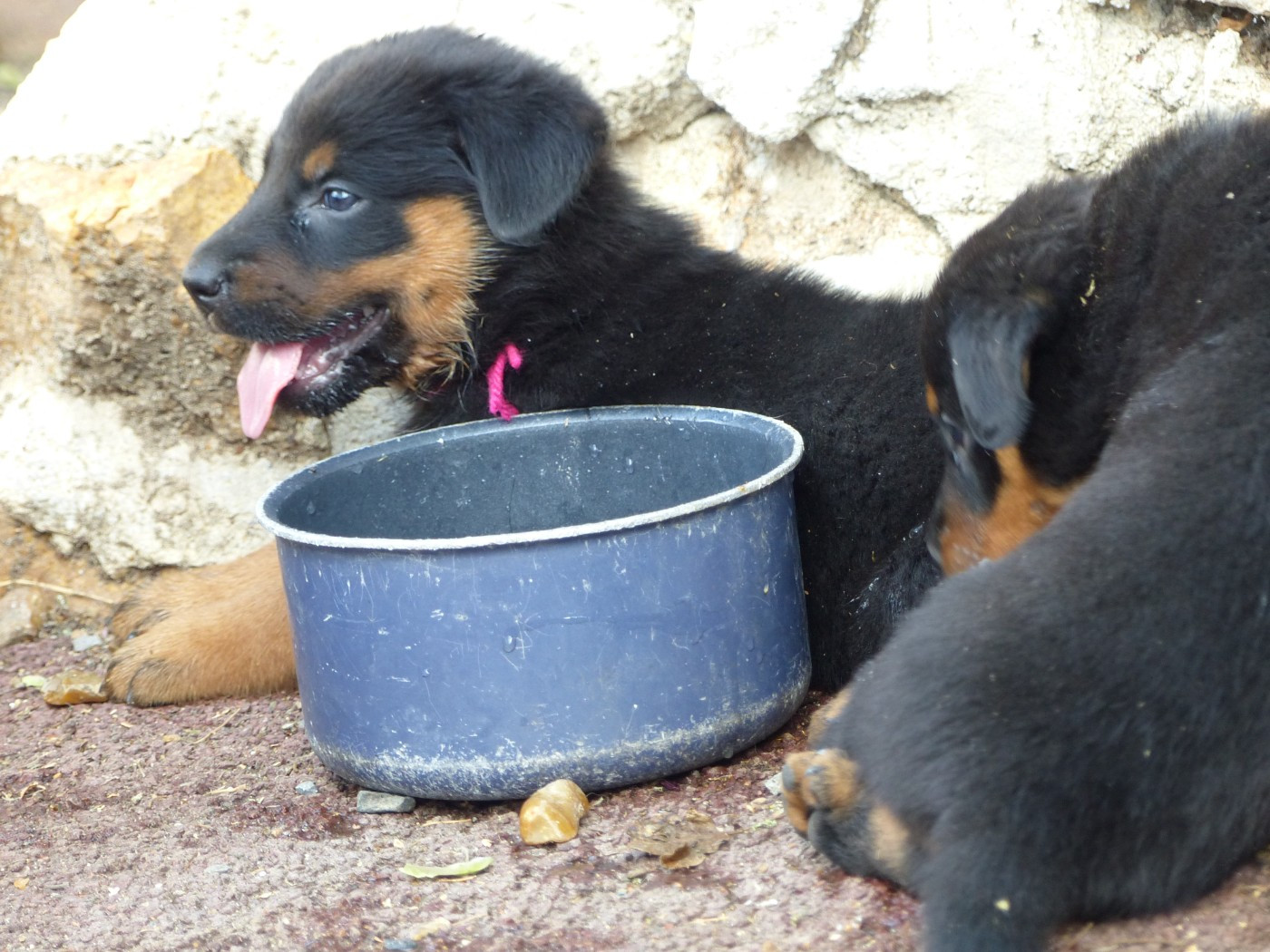 du Royaume D'Elsa - Chiots disponibles - Berger de Beauce