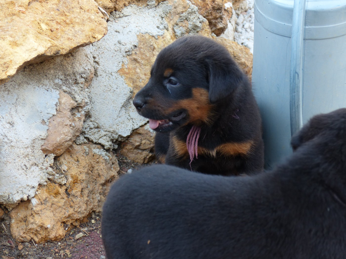 du Royaume D'Elsa - Chiots disponibles - Berger de Beauce