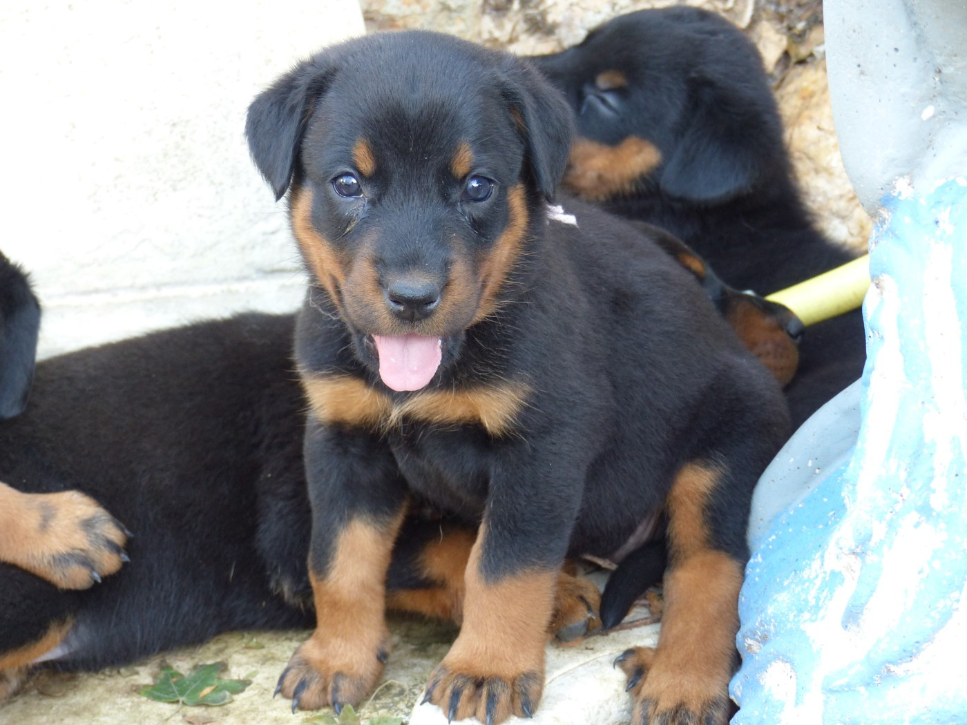 du Royaume D'Elsa - Chiots disponibles - Berger de Beauce