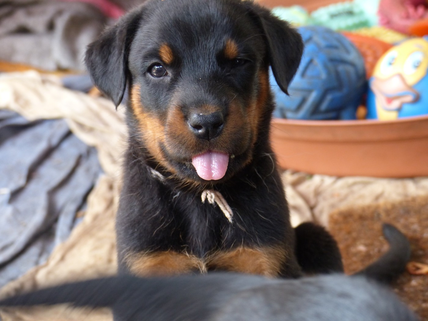 du Royaume D'Elsa - Chiots disponibles - Berger de Beauce