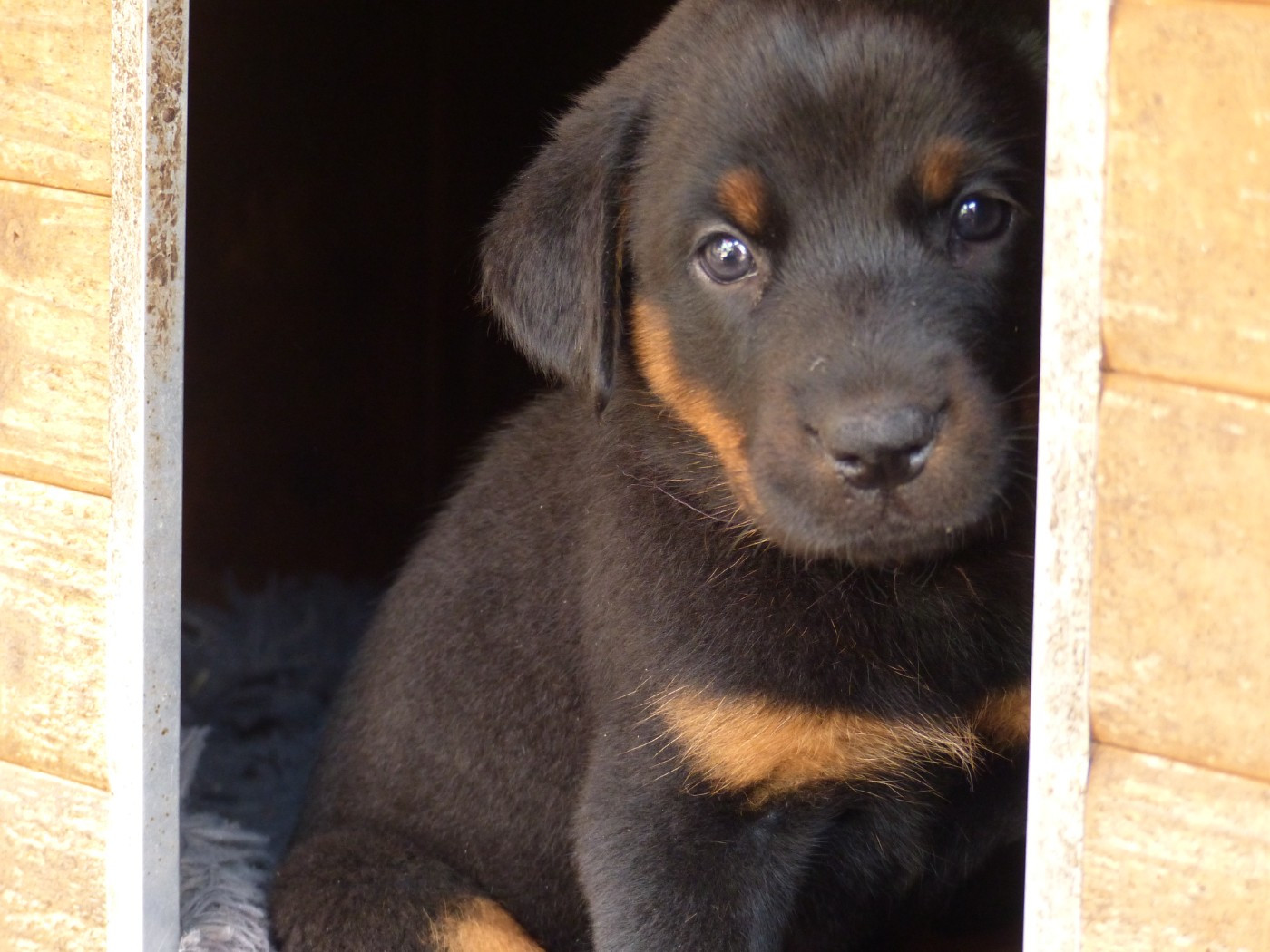 du Royaume D'Elsa - Chiots disponibles - Berger de Beauce