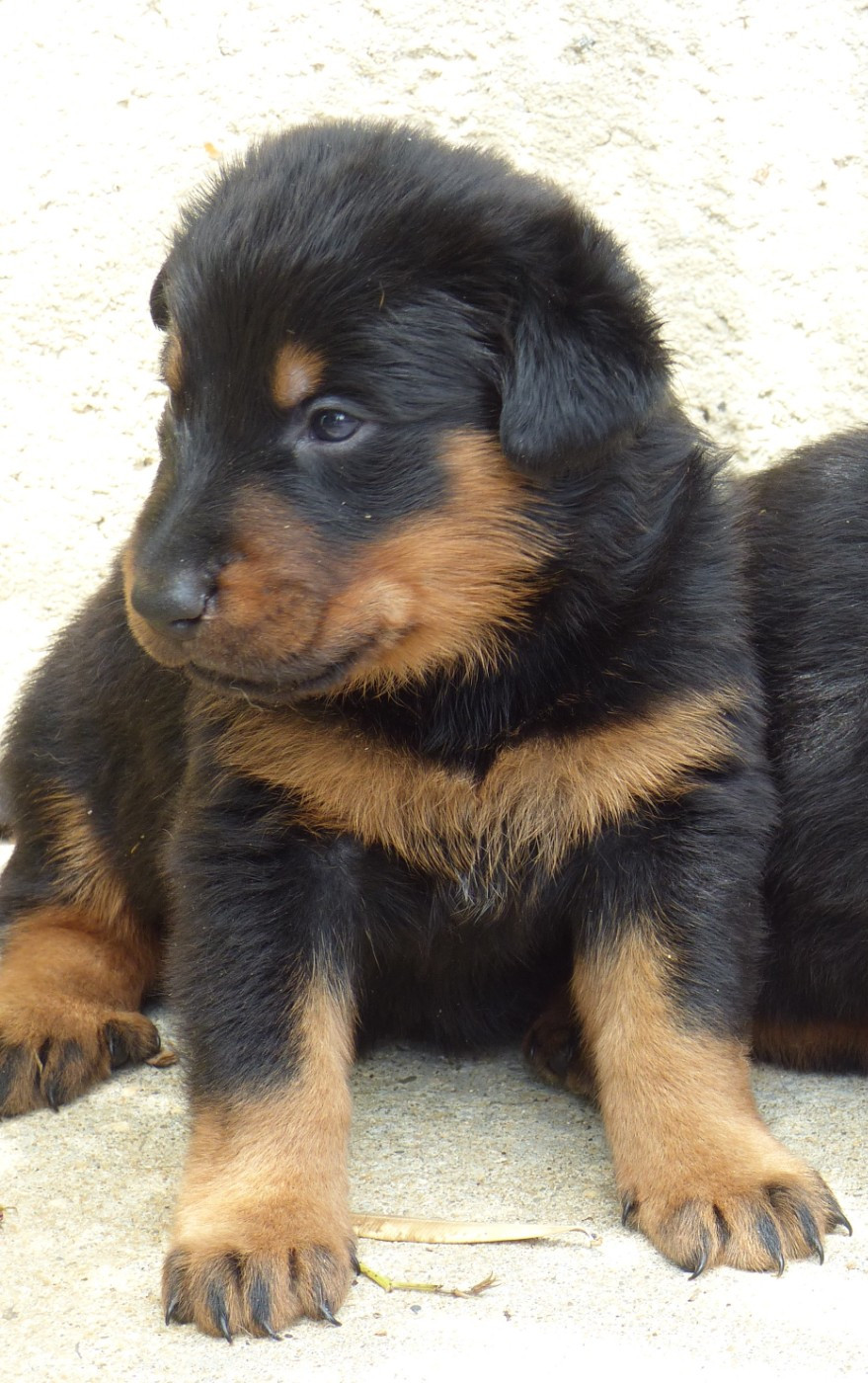 du Royaume D'Elsa - Chiots disponibles - Berger de Beauce