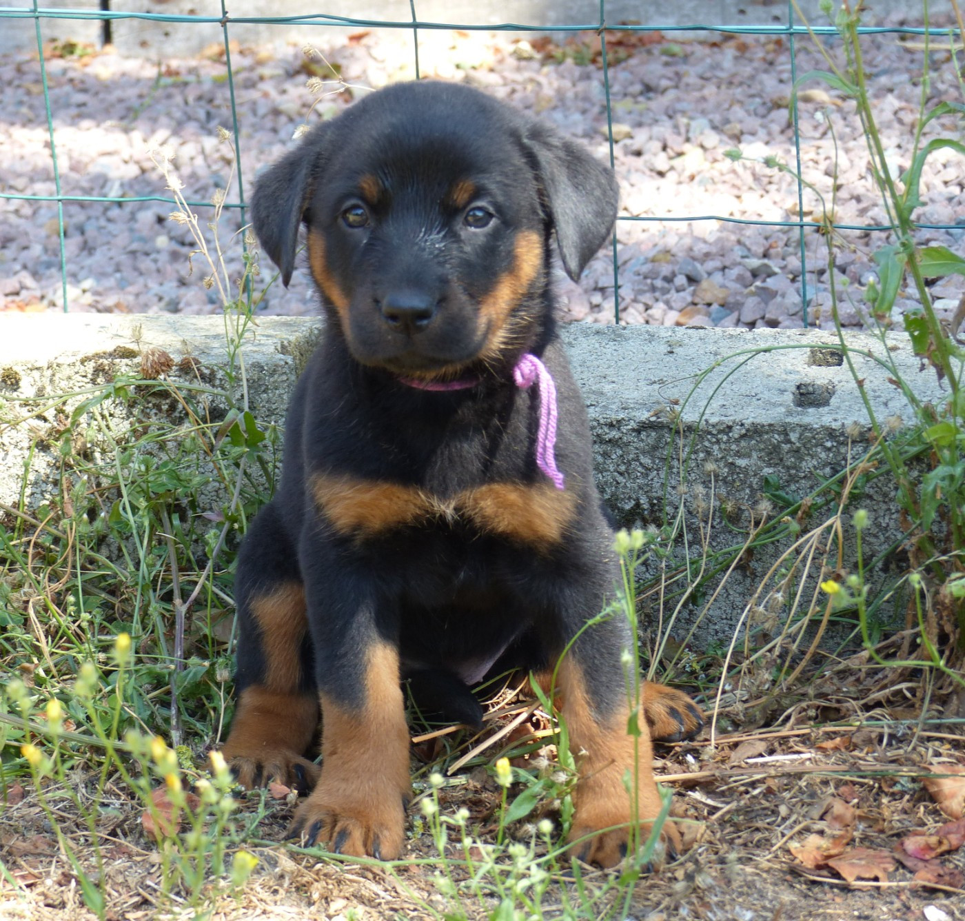 du Royaume D'Elsa - Chiots disponibles - Berger de Beauce