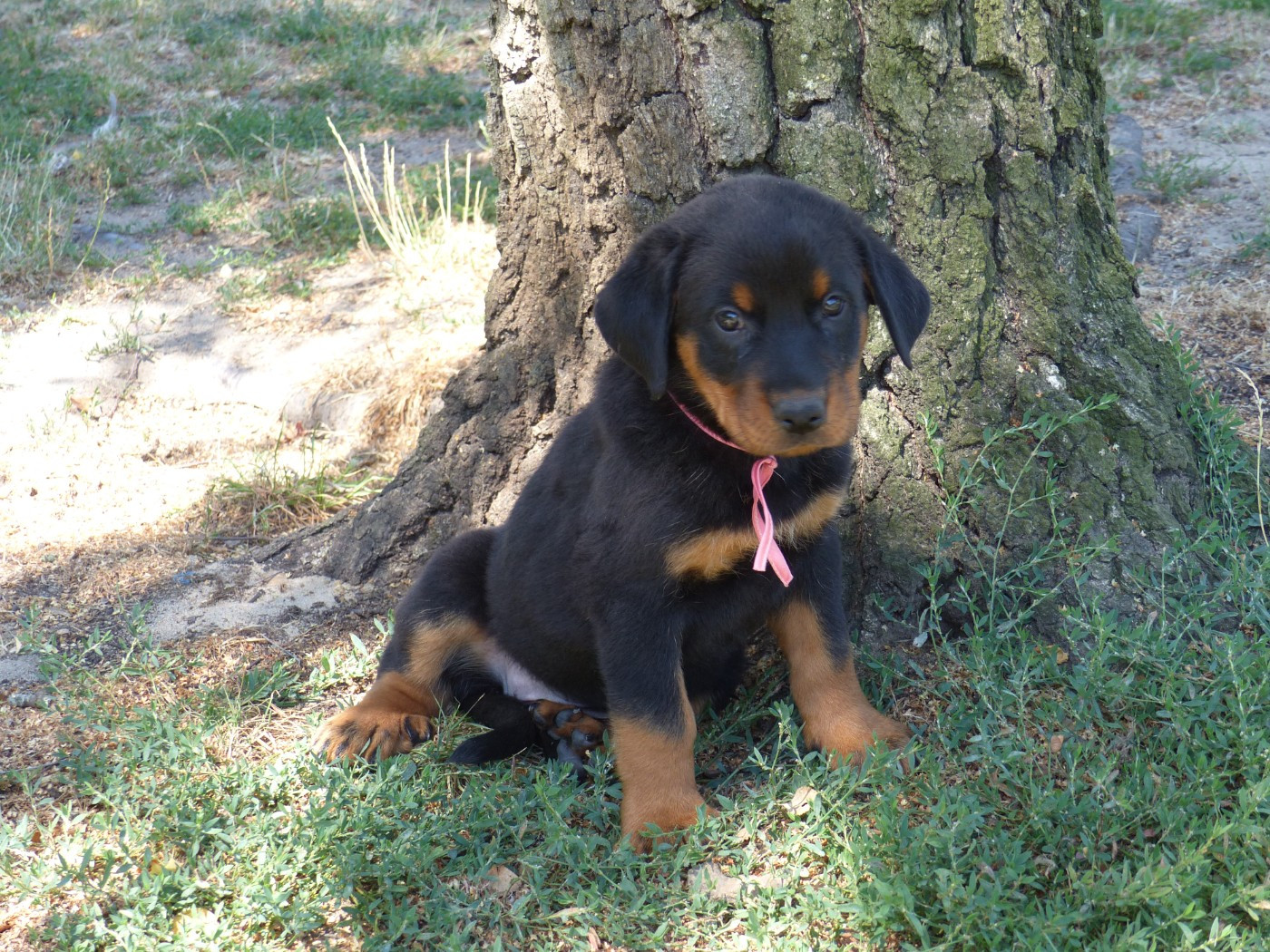 du Royaume D'Elsa - Chiots disponibles - Berger de Beauce
