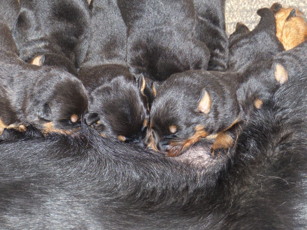 CHIOT