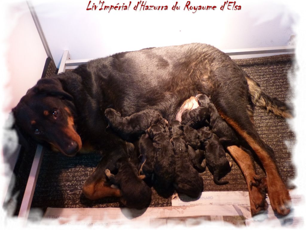 du Royaume D'Elsa - Berger de Beauce - Portée née le 23/02/2020