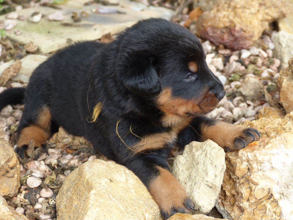 du Royaume D'Elsa - Chiots disponibles - Berger de Beauce