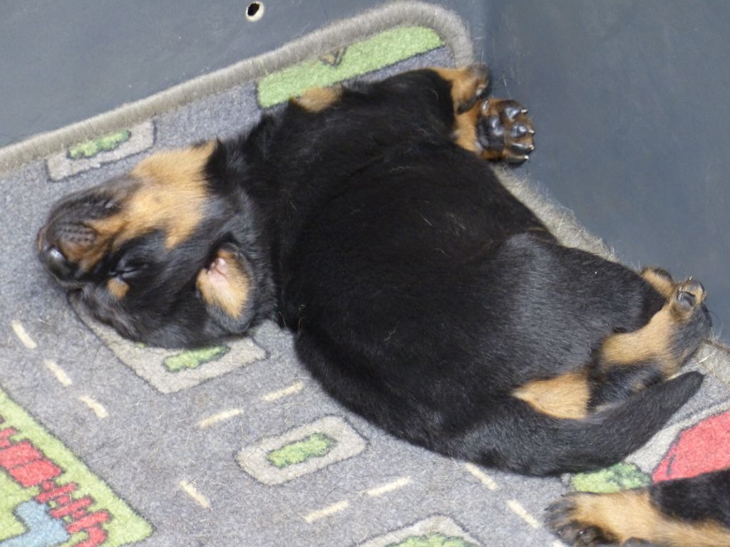 du Royaume D'Elsa - Chiots disponibles - Berger de Beauce