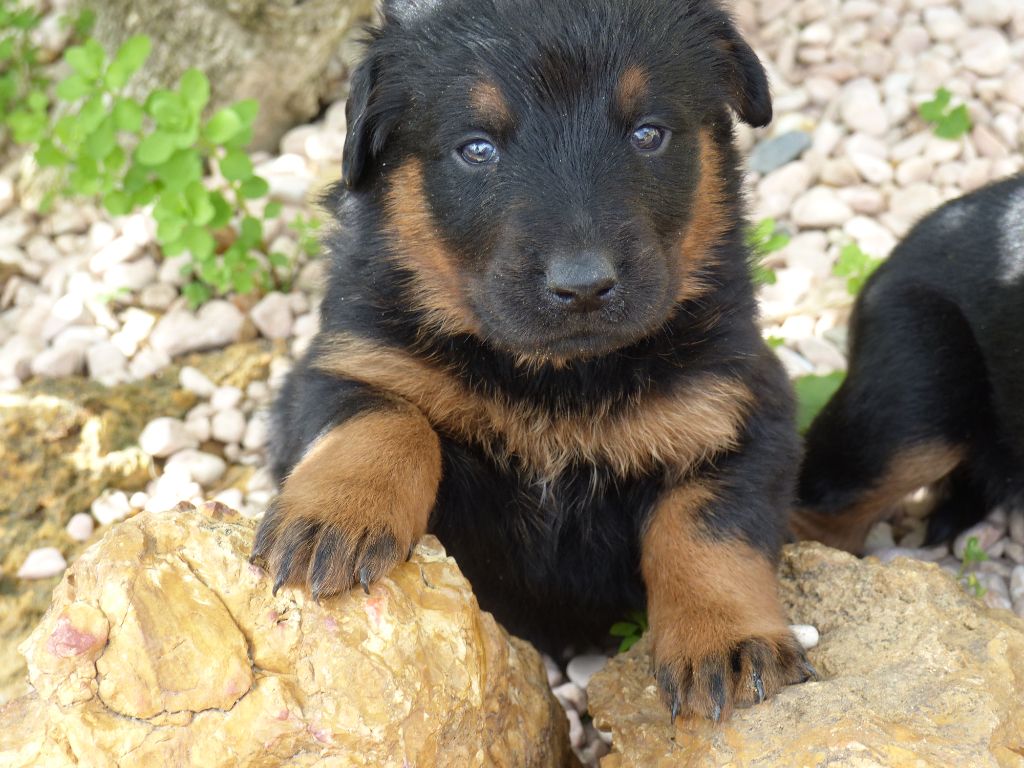 du Royaume D'Elsa - Chiots disponibles - Berger de Beauce