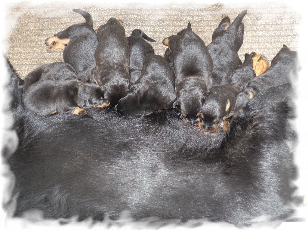 CHIOT